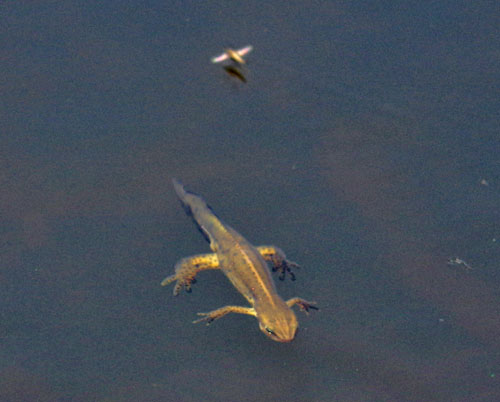 Red-spotted Newt adult